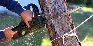 Best Root Management and Removal  in Goldenrod, FL