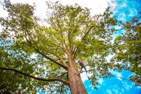 How Our Tree Care Process Works  in  Goldenrod, FL
