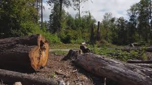 Trusted Goldenrod, FL Tree Care Experts