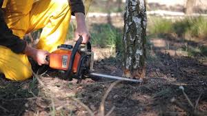 Best Grass Overseeding  in Goldenrod, FL