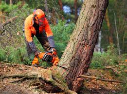 Best Lawn Renovation and Restoration  in Goldenrod, FL