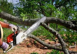 Best Hazardous Tree Removal  in Goldenrod, FL