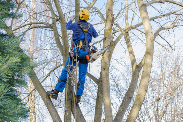 Best Utility Line Clearance  in Goldenrod, FL