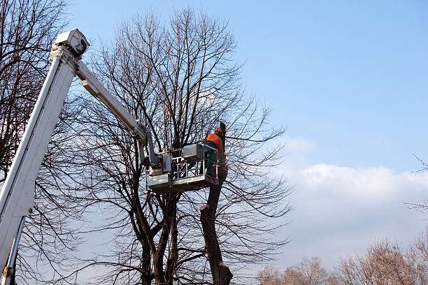 Best Aeration Services  in Goldenrod, FL