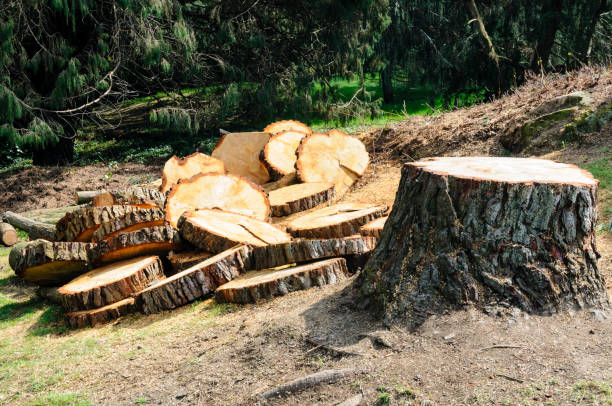 Best Tree Preservation Services  in Goldenrod, FL